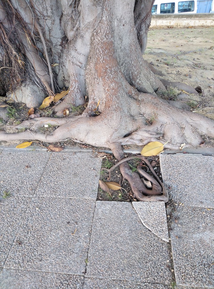 psiynutricion's tweet photo. El #FicusMacrophylla es un árbol imponente y robusto de extraordinaria belleza que si tiene que romper el suelo para seguir expandiéndose lo hace a través de sus raíces, no se detiene ante la #adversidad ni sabe de limitaciones ¿y si seguimos su #ejemplo para seguir #creciendo? https://t.co/1vHc1ocbkH