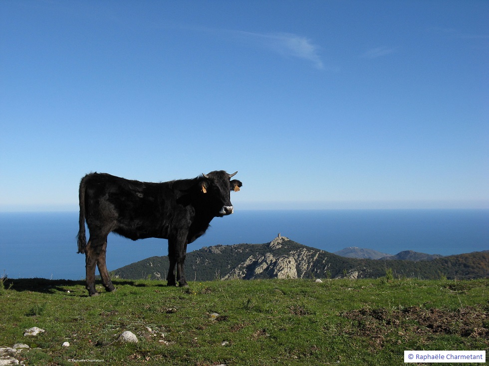 EuropeDirectPyr's tweet photo. #JMEurope 1 jour, 1 programme, 1 projet
Jour22 : #ALBERAPASTUR , un projet @RegioInterreg @CTPPOCTEFA coordonné par Pays Pyrénées Méditerranée pour la valorisation des ressources bovines et sylvopastorales du massif transfrontalier
https://t.co/BUJ8YxWrv7 https://t.co/CRJKFsbCmI