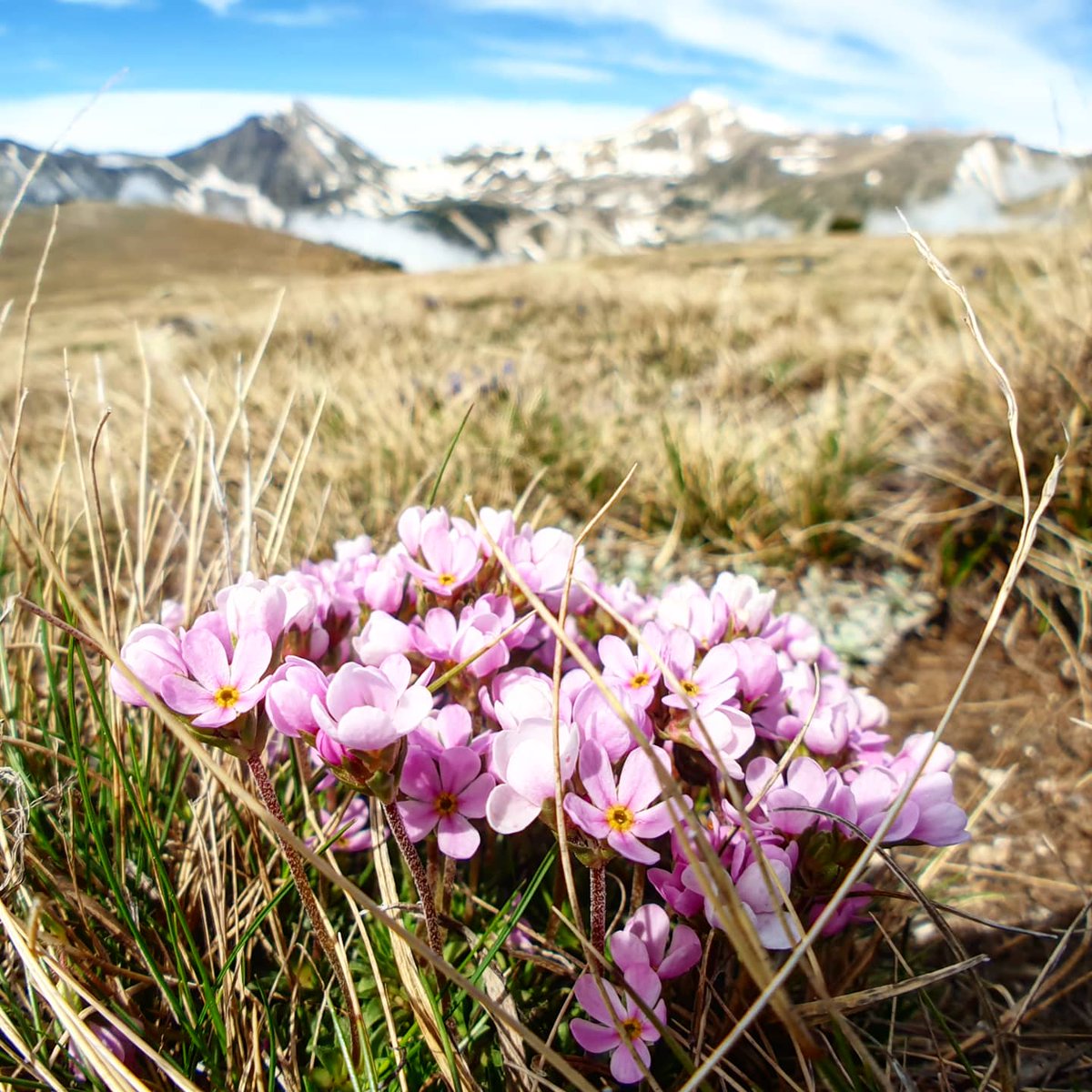 ricardrigall's tweet photo. La primavera a l'altiplà de Coma Ermada, (2.400 m) amb el Gra de Fajol i Bastiments de fons. #ulldeter #pladecomaermada #gradefajol #bastiments #setcases #ripollès #mentet #conflent #catalunyanord #hiking #primavera2020 https://t.co/qb106Qy6oe