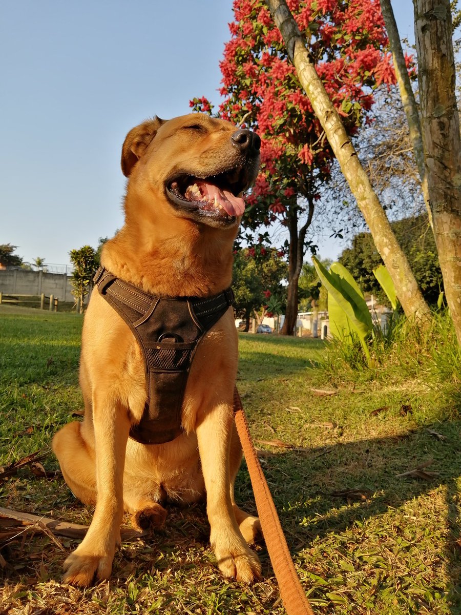 ladydebidebz1's tweet photo. #PrettyDawg
#PrettyTree
#PrettySky https://t.co/7JY2XD23a9