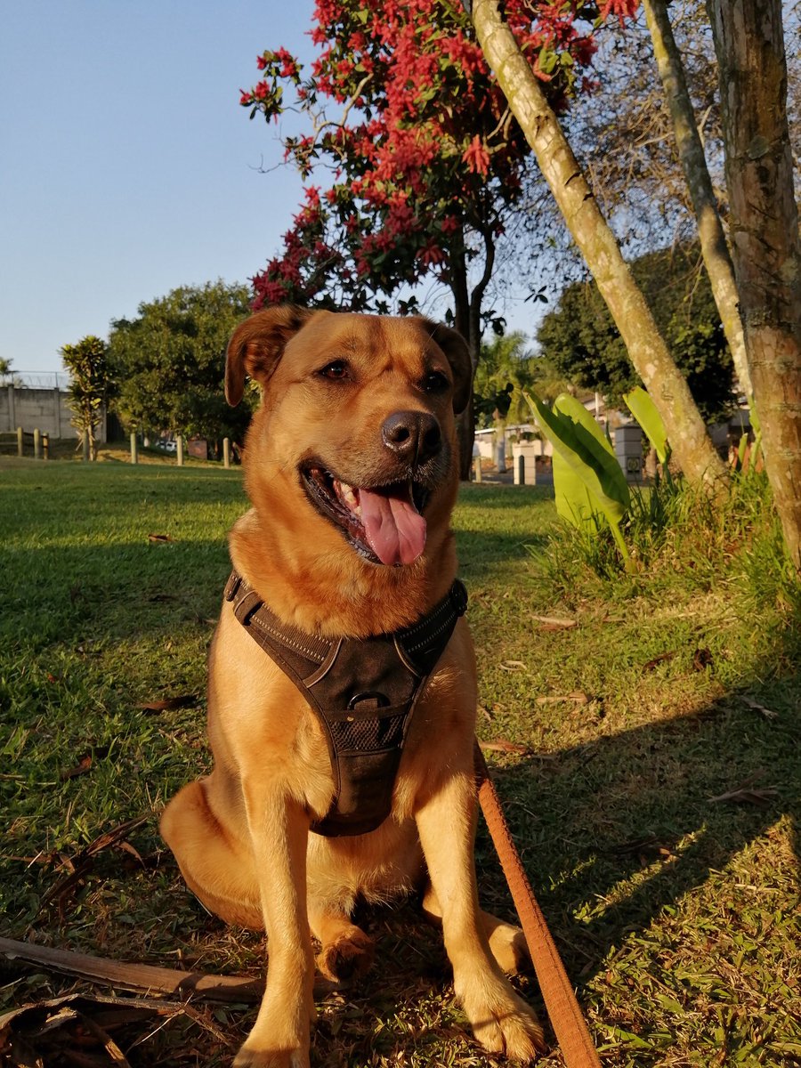 ladydebidebz1's tweet photo. #PrettyDawg
#PrettyTree
#PrettySky https://t.co/7JY2XD23a9