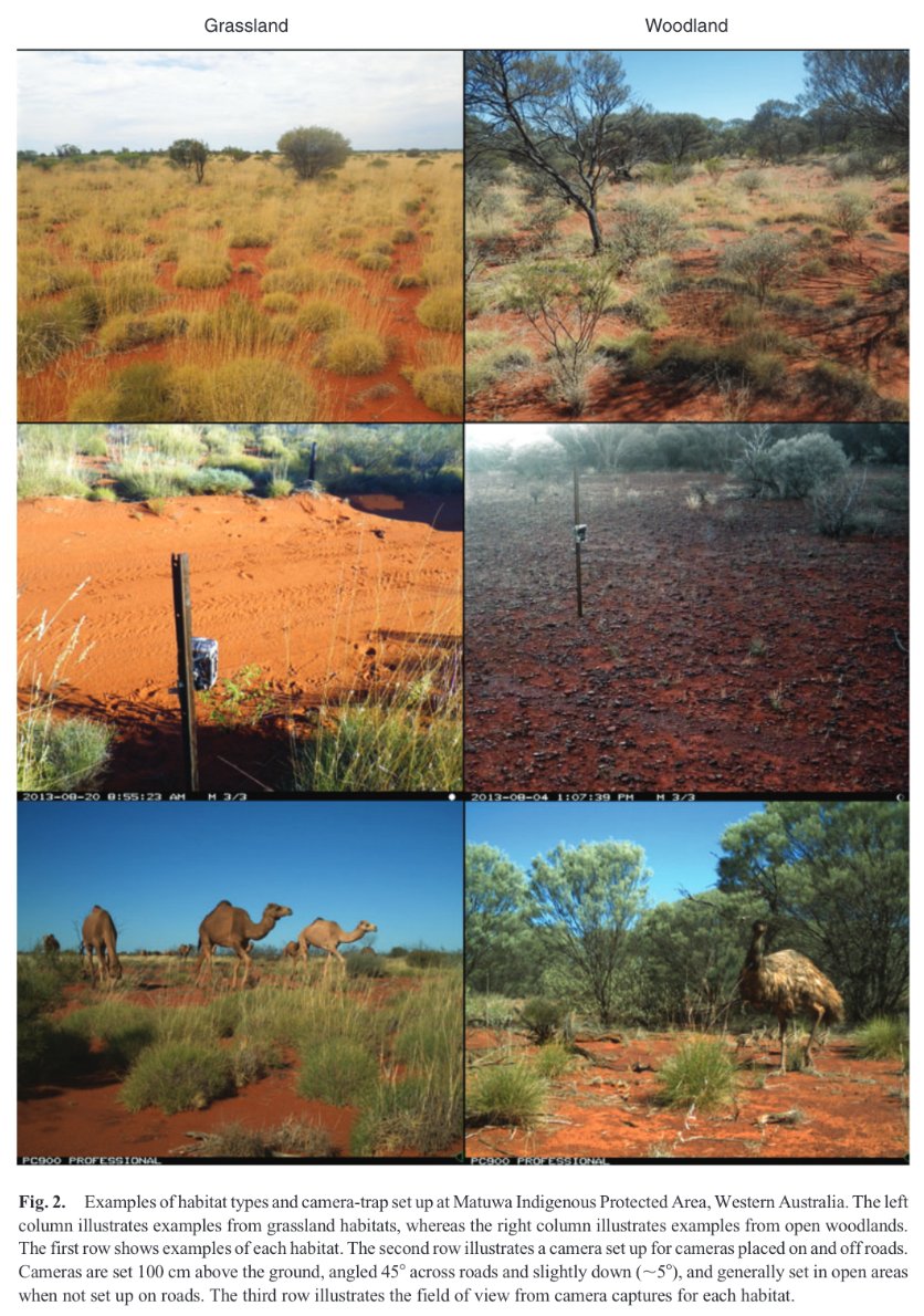 Hooray, it's out! 'On the right track: placement of camera traps on roads improves detection of predators and shows non-target impacts of feral cat baiting' publish.csiro.au/WR/WR19175 <a href="/WysongML/">Michael Wysong</a> <a href="/gdiacona/">Dr. Gwen Iacona</a> <a href="/consecology/">Leonie Valentine</a>, Keith Morris, and me. Some important broader lessons in this one.