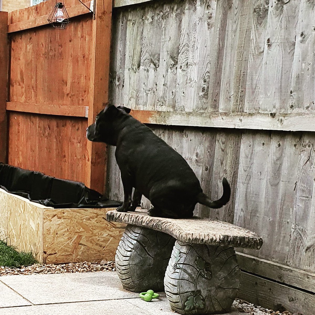 EndgamePhoto's tweet photo. @imthestark This is Shadow https://t.co/QlVSpUkvkx