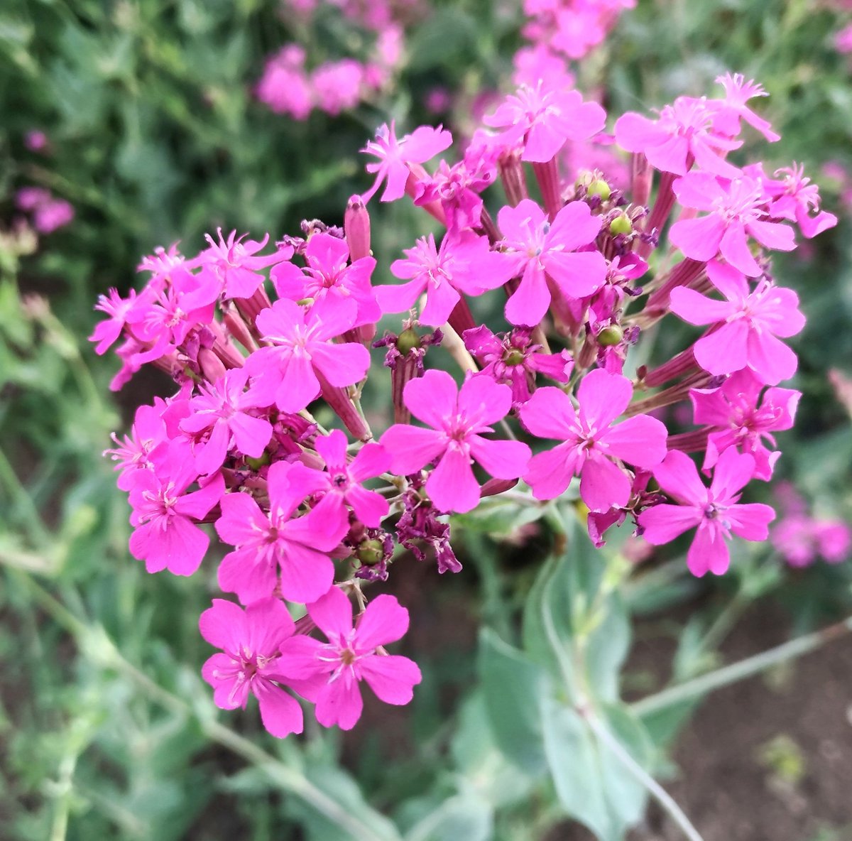 こころんグリーン 弁天山公園の近くに ムシトリナデシコの花が たくさん咲いています 濃いピンクの花が 集中して開いていました 茎を触るとべたべたしています ムシトリナデシコ 弁天山公園 濃いピンクの花 茎 山野草 野草 初夏の花 初夏