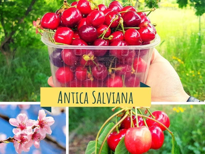 Su <a href="/Kalulu_it/">Kalulu</a> sono arrivate le ciliegie!

Da questa settimana trovate le buonissime #ciliegie #ravenna da Moricone, buonissime e croccanti raccolte per voi e consegnate direttamente a casa.

➡️➡️➡️Cosa aspettate ad ordinarle?  buff.ly/3bX2eJC ⤵️⤵️⤵️