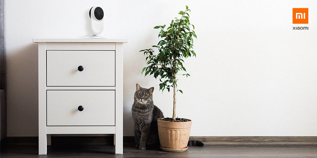 XiaomiUSA's tweet photo. Now you don’t have to wonder what your pets are up to when you’re not at home 😺#MiHomeSecurityCamera #catlife
https://t.co/brSBeNNArk https://t.co/wkp6o4e0DK