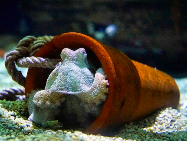 Oceanografic_vl's tweet photo. 🦑 El #pulpoderoca es todo un maestro del camuflaje.
¿Sabías que es el invertebrado más inteligente?
¡Cuenta con nueve cerebros 🧠! https://t.co/Bl5DS27FOh