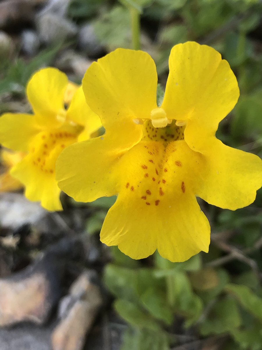 HughFW's tweet photo. Back to nature first this morning with some wild and escaped beauties: blue flag iris; yellow monkey flower; opium poppy....and a bumble bee on my broad bean flowers! https://t.co/wTpuxPBSyZ