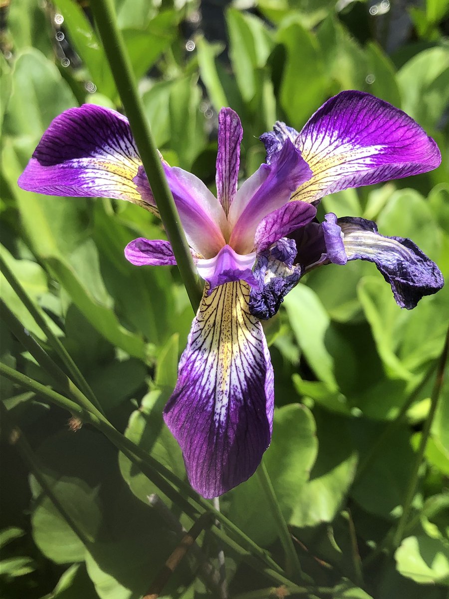 HughFW's tweet photo. Back to nature first this morning with some wild and escaped beauties: blue flag iris; yellow monkey flower; opium poppy....and a bumble bee on my broad bean flowers! https://t.co/wTpuxPBSyZ