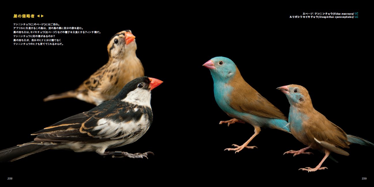 Nao Ota ルリガシラセイキチョウがいる I Found Blue Capped Cordon Bleus Twitter