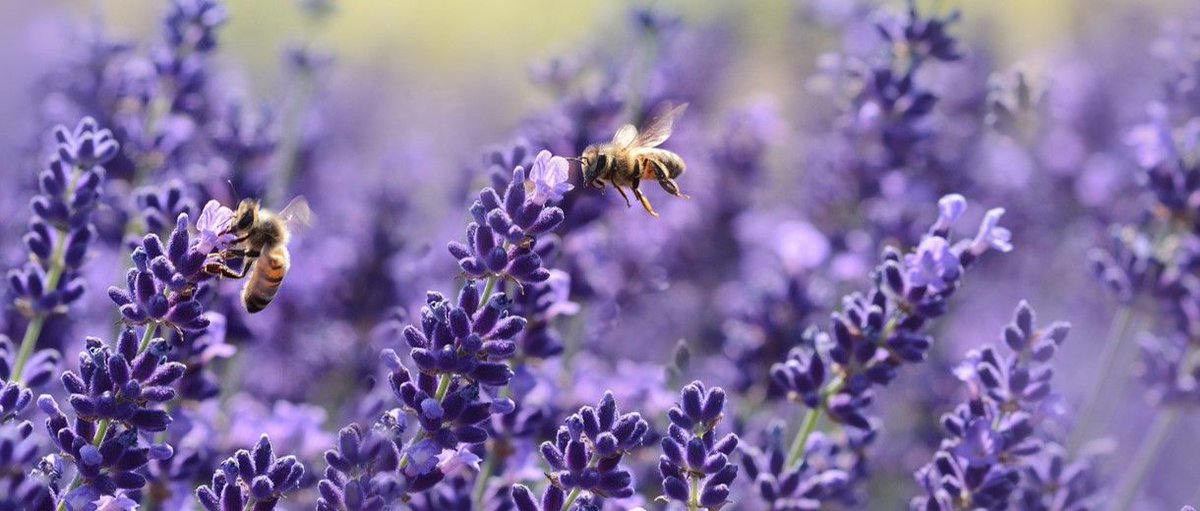 sthlmresilience's tweet photo. Age of extinction: the race to save the planet. In this feature in @megaonline, produced by @PictetAM, SRC's Tim DuBois reflects on how human activity is threatening the delicate balance between the climate and biosphere - https://t.co/No8mhMUEah #ClimateChange #biodiversity https://t.co/WqxUqtL823
