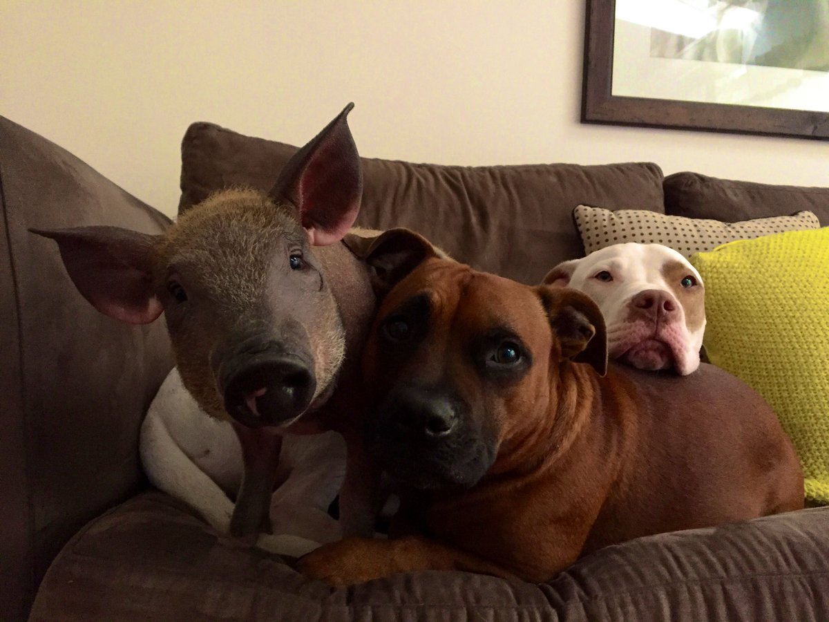 LifeOfPikelet's tweet photo. @AJPNSW @AnimalsAus @EstherThePig @juniperfoxx @thesaltyhound Clearly you don’t know about Punk &amp; Pillow piggies, both rescued in NSW grew up with me &amp; the rest of my rescue family, both rehomed &amp; living on wonderfully ethical hobby farms 🐷💕🐷 https://t.co/MAopNBY8co