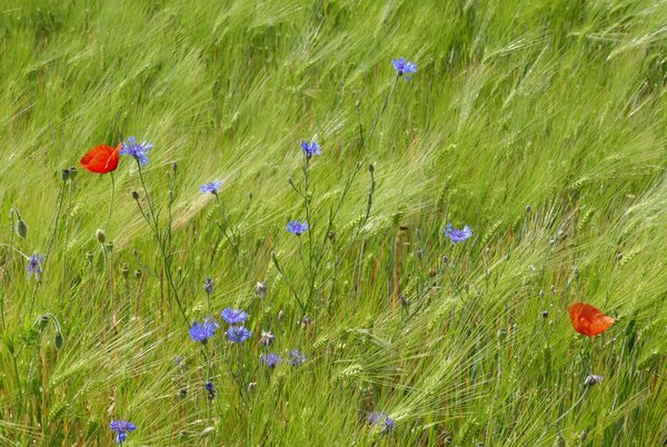 Woche 11 im #Thünen-#Corona-Modus: #Homeoffice ≠ Stillstand! Viele neue Projekte werden initiiert, so z.B. die Entwicklung eines Konzepts, das die Leistungen, die der #Ökolandbau für die #Umwelt erbringt, differenziert und angemessen honoriert. ❤️
bit.ly/2yu1hdV