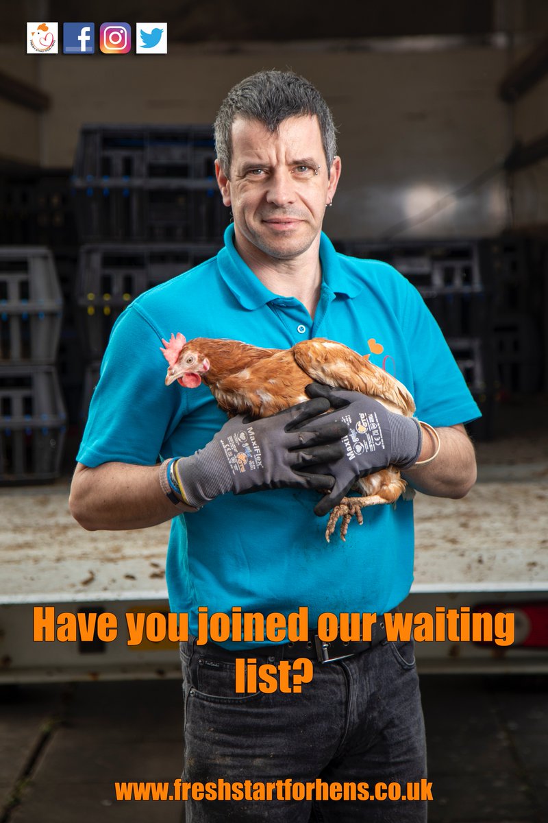 FSFH_Official's tweet photo. Have you joined our waiting list? We are now taking reservations as we get back into the swing of rehoming! 

@ChickenGuards @MarriagesFeed @omlet @DengieHorseFeed @Martin_Corry @mrjakedwood 

#FreshStart #HappyHens #RescueHens #Poultry #Chickens #FarmAnimals #Farm #ExComms #SOS https://t.co/anVynMTeml