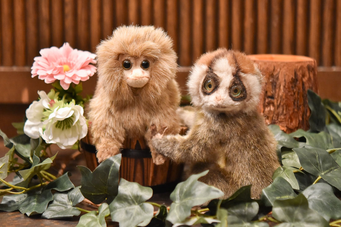 ピグミーマーモセット は体長15cmほどの小さなサル🐒平たい顔と