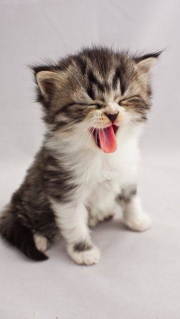 😆😆😆😆😆😆 happy cat!