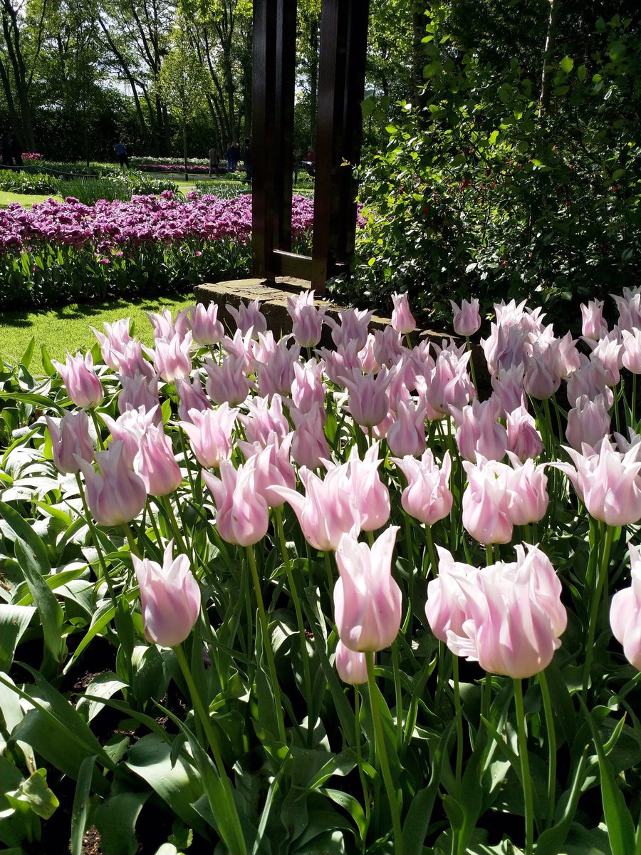 paivifav's tweet photo. Mitä kevät olisi ilman kukoistavia kukkia? Nämä ihanuudet näin viime kevään Amsterdamin matkalla. #keukenhof #tulips #spring19 #joy #beautifulmoments #lookingforward #Netherlands https://t.co/nKznLOipcl
