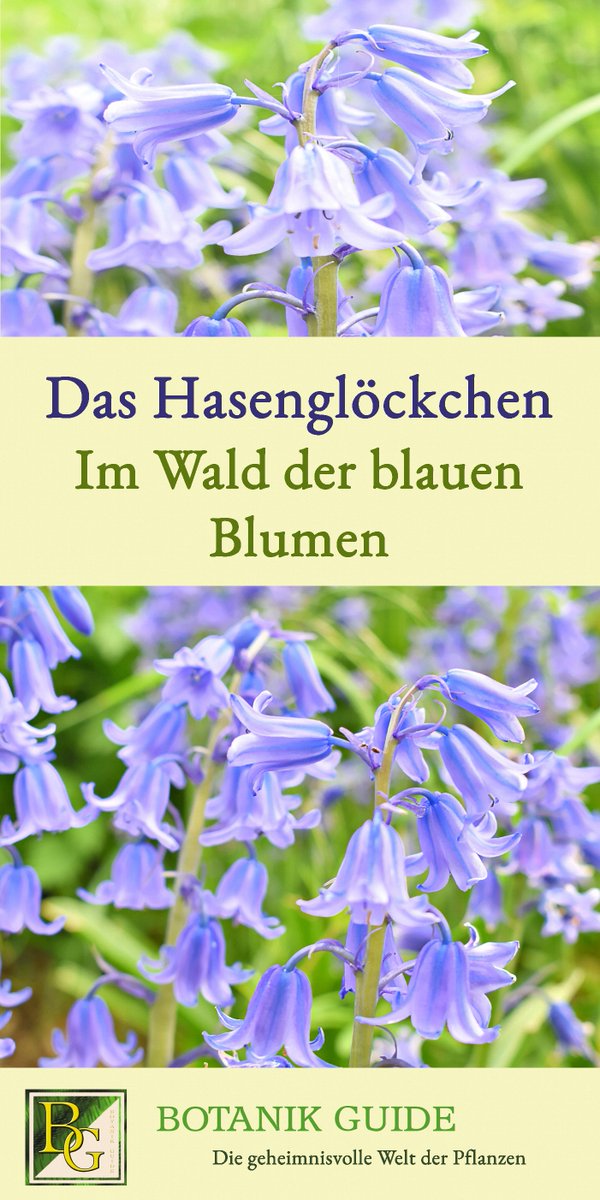 🌸Spektakulärer Blütenteppich in den uralten Wäldern🌳 Englands! Im Mai ist die Blüte der Hasenglöckchen (#Bluebells) eine große Attraktion. Alles über das beliebte Naturschauspiel, im neusten Beitrag auf Botanik Guide: botanikguide.de/das-hasengloec…

#Garten #Natur #Frühling