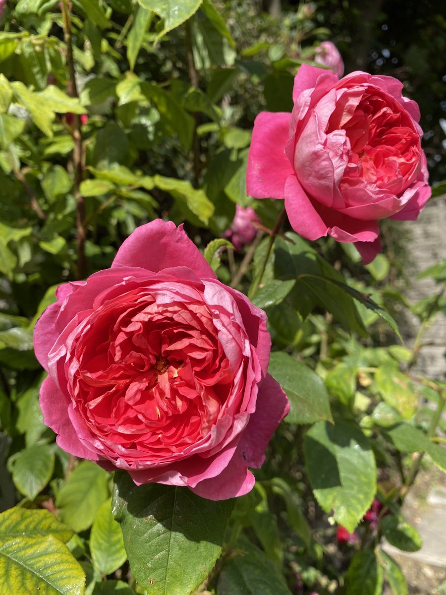 白田あや 我が家の庭で咲くdavid Austin Roses チェルシーフラワーショーではいつもブースを飾ってるジェームズギャルウェイ ベンジャミンブリテンは涼しい気候で綺麗なカップを見せてくれる バスシーバも曇り空でエレガントに咲くタイプ ボスコベルは 白田あや 我が家の庭で咲くdavid Austin Roses チェルシーフラワーショーではいつもブースを飾ってるジェームズギャルウェイ ベンジャミンブリテンは涼しい気候で綺麗なカップを見せてくれる バスシーバも曇り空でエレガントに咲くタイプ ボスコベルは