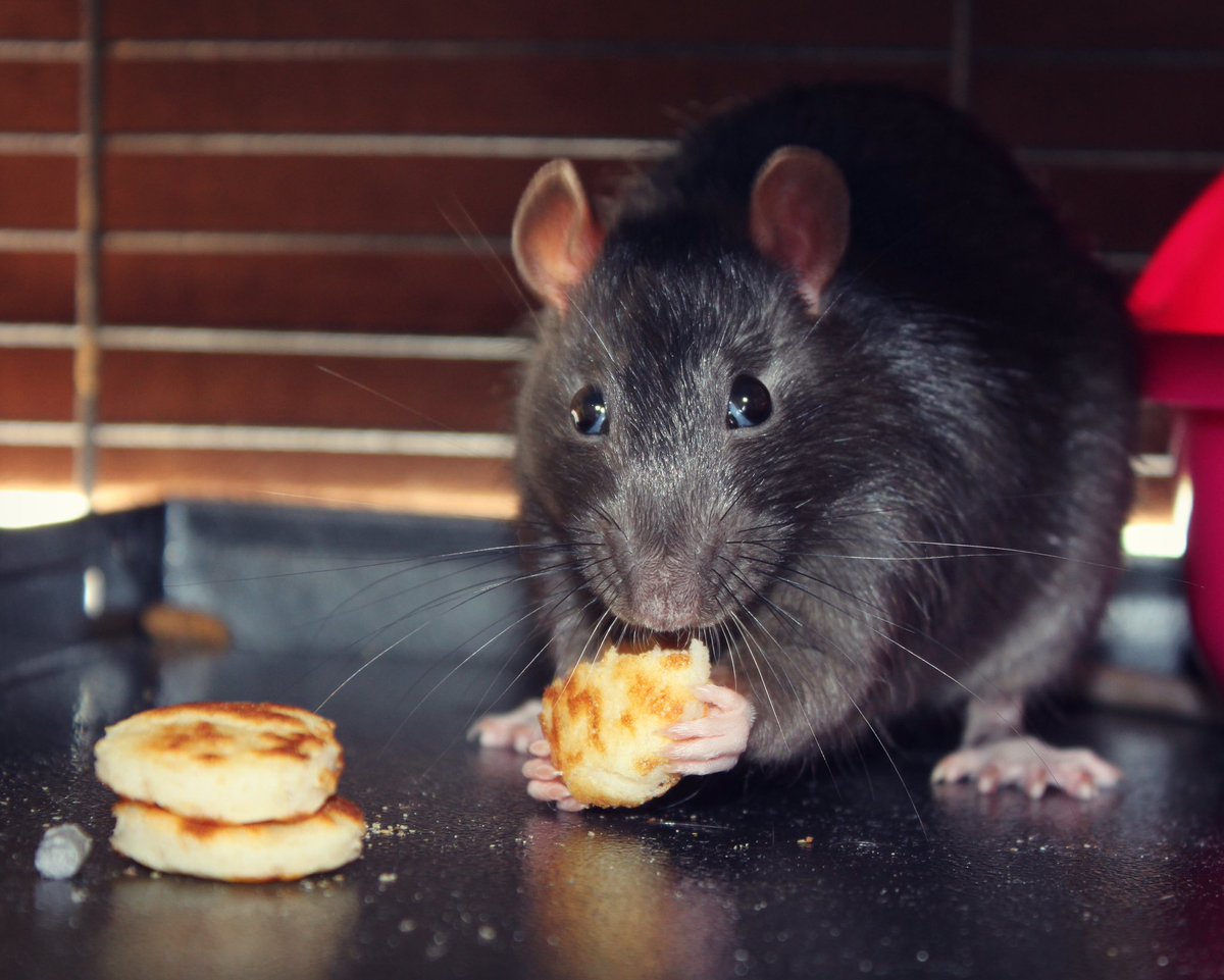 _solidaRATy's tweet photo. Rat pancakes 🥞🐀 https://t.co/zGkiql4WnR