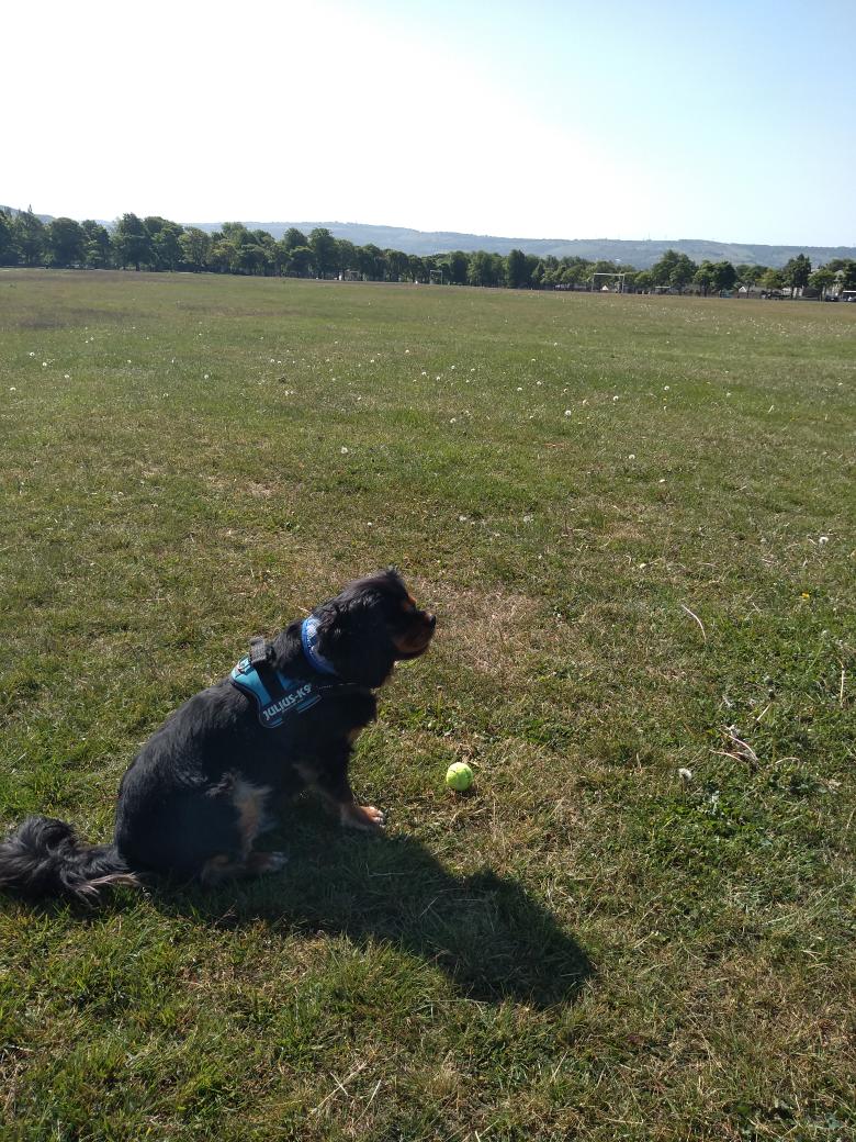 CupidForce's tweet photo. @Nanukchen Morning Nuki early walk for me as its lovely here ☀ and going to be a sizzler 🔥 🔥 https://t.co/lA5tITRQ1N