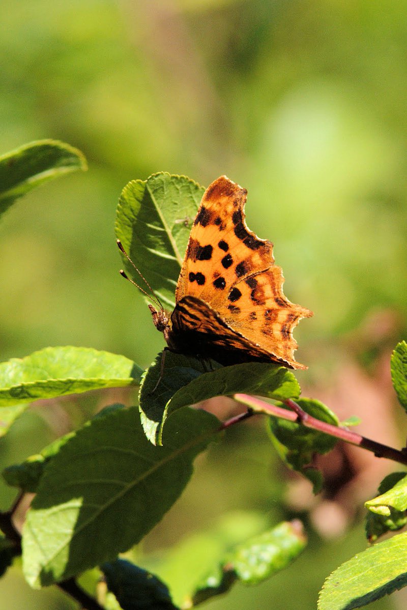 WildThanet's tweet photo. The Comma
#UKLepidopteraWeekend
#kentwildlife #kentnature https://t.co/459pvFv5W4