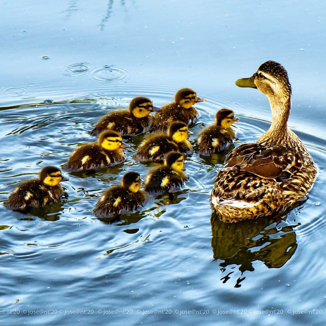 OlladelRei's tweet photo. Fa dues setmanes van néixer aquestes cries d'Ànec Collverd a l'Olla del Rei 🐥🐥. Recordeu que donar-los pa és perjudicial per ells, ja que fa que s'atipin d'un aliment pobre en nutrients i deixin d'ingerir altres aliments propis de la seva dieta. #SalvemlOlla

📸 @japg63 https://t.co/k77P1sNTc1