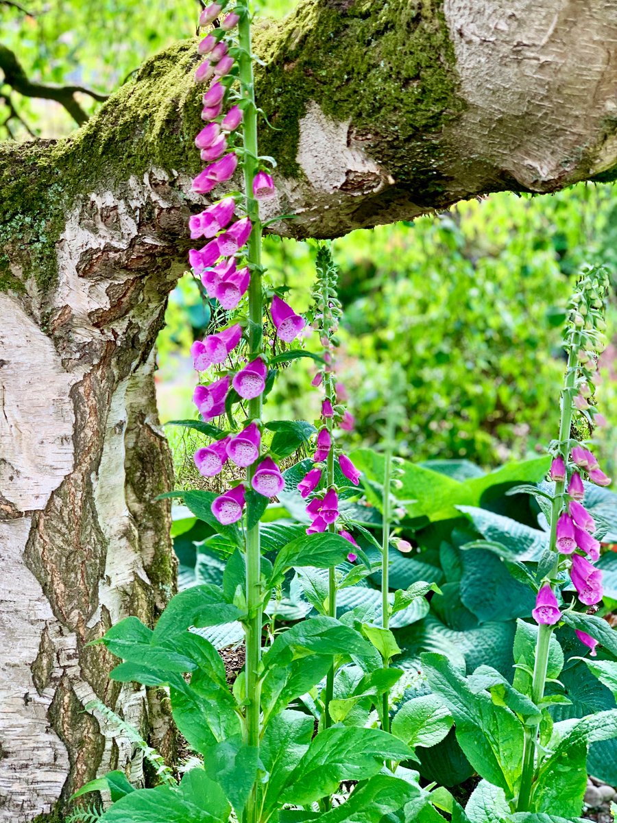 WoodspaWillow's tweet image. Day sixty two by the #LittleCottageHouse . . . 

connections with nature is a great restorative.

#Lockdown