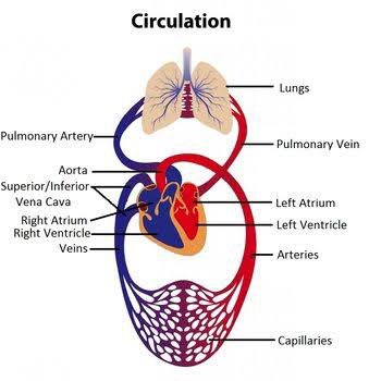 ...particularly in returning blood from the lower body to the heart.If you remember circulation from your biology classes back then, it's basically how blood gets oxygen from the lungs, & this oxygenated blood is pumped by the heart to other parts of the body