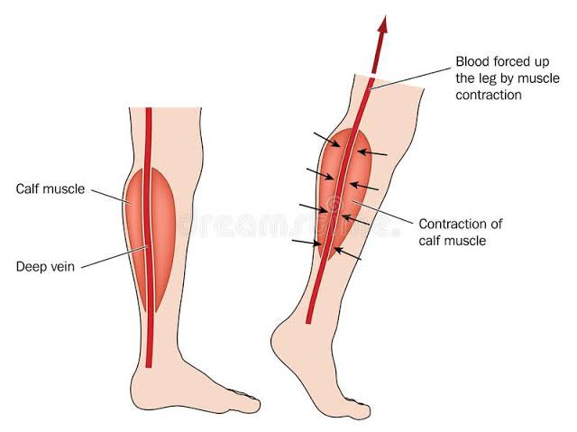 Your heart isnt strong enough to pump blood from your legs by itself because of the effects of gravity,so this venous return is aided by contractions of some muscle pumps in your legs.Whenever you squeeze your leg muscles while walking,kicking,moving about...