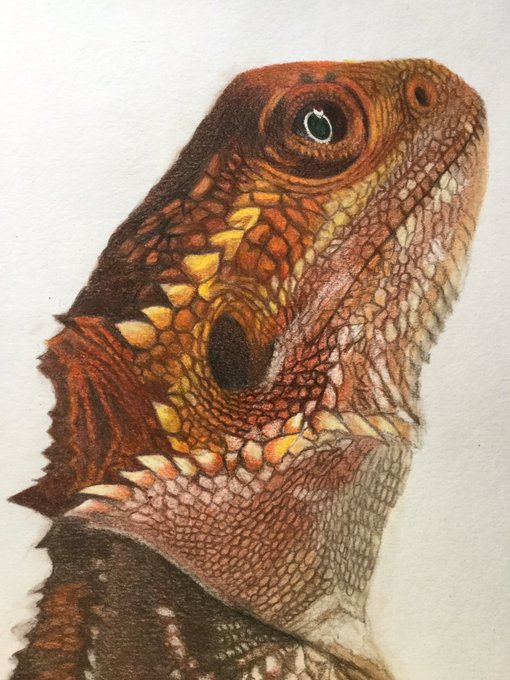 フトアゴヒゲトカゲのtwitterイラスト検索結果 古い順