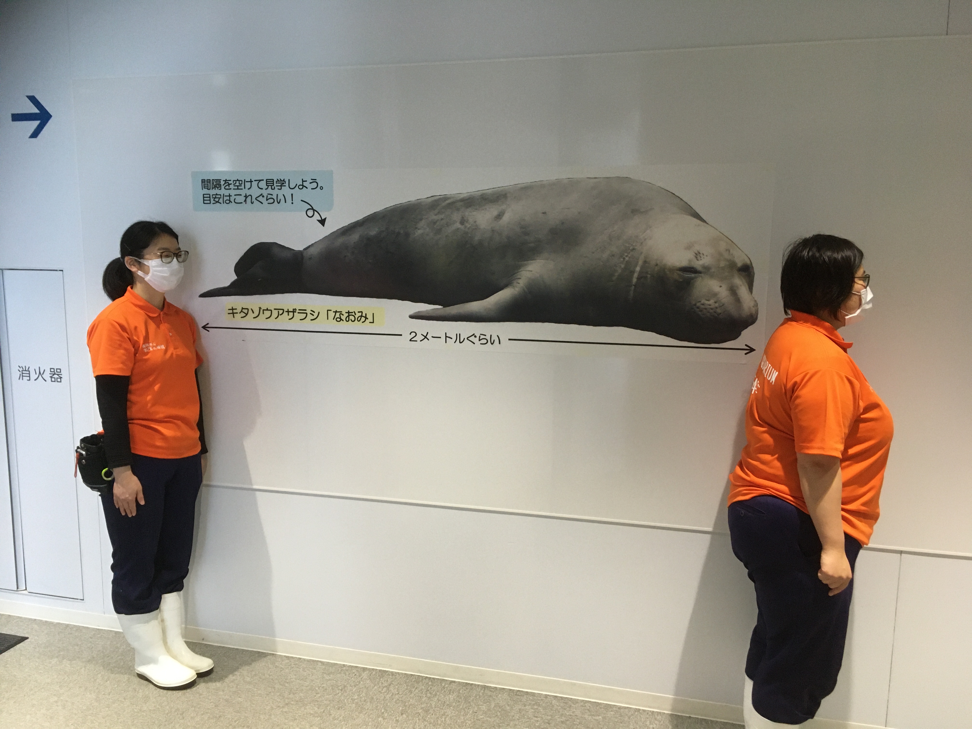 鶴岡市立加茂水族館 ご来館時は間隔を空けて見学しましょう 加茂水族館で目安はキタゾウアザラシのなおみです 新型コロナウイルス感染防止 拡散防止にご協力ください T Co Wlix69k5jg Twitter