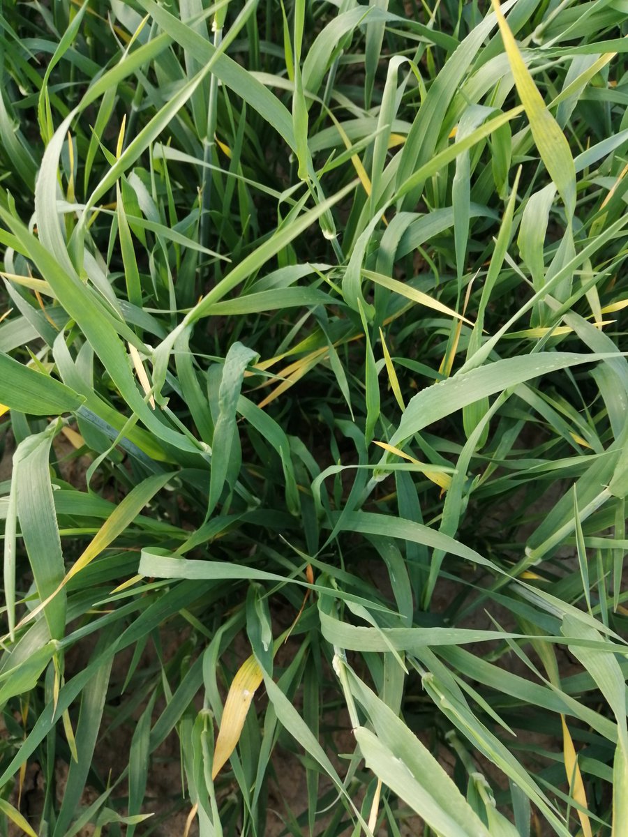 🔎🌾Jaunissement des feuilles dans les OP depuis 10 jours. La piste physiologique est fortement privilégiée en attente des résultats virologiques.