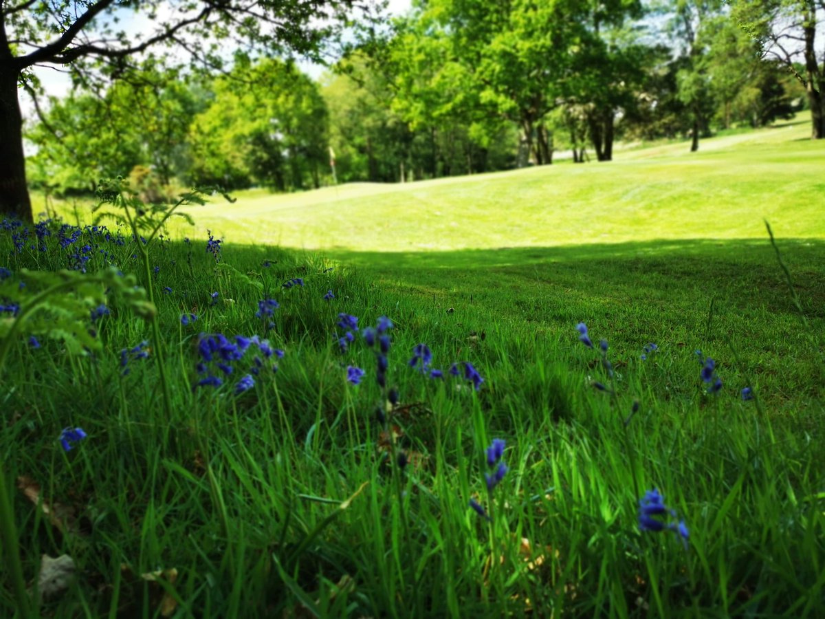 barnhambroom's tweet photo. Our golf courses look perfectly picturesque this time of year. Now is the ideal time to get into golf and enjoy the stunning surroundings, whilst basking in the glorious Norfolk sunshine.

Get in touch with our friendly team by calling 01603 757505, or book via our website. https://t.co/EWZjYsuVf0