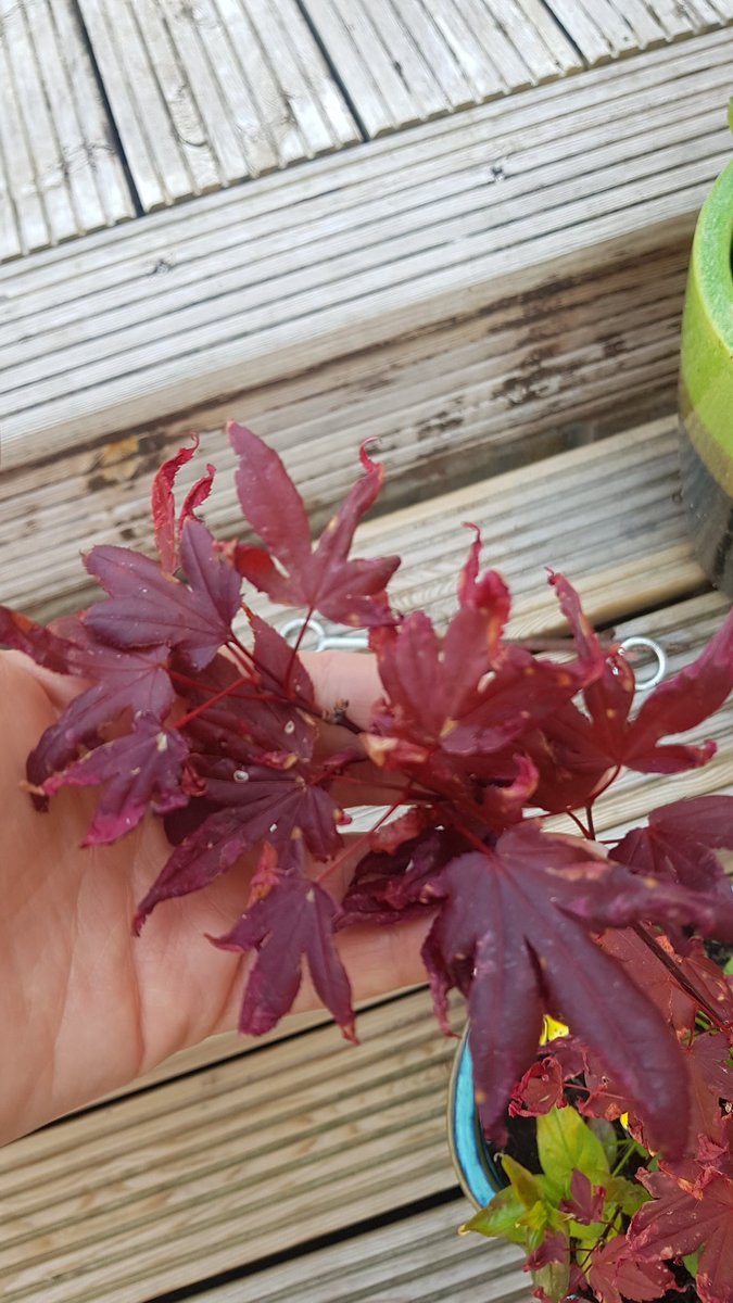 EmmaClasper's tweet photo. @LeeAssessor @JohnGuyplants what's up with my Acer? Have a killed it ? https://t.co/sC4L6koG7i