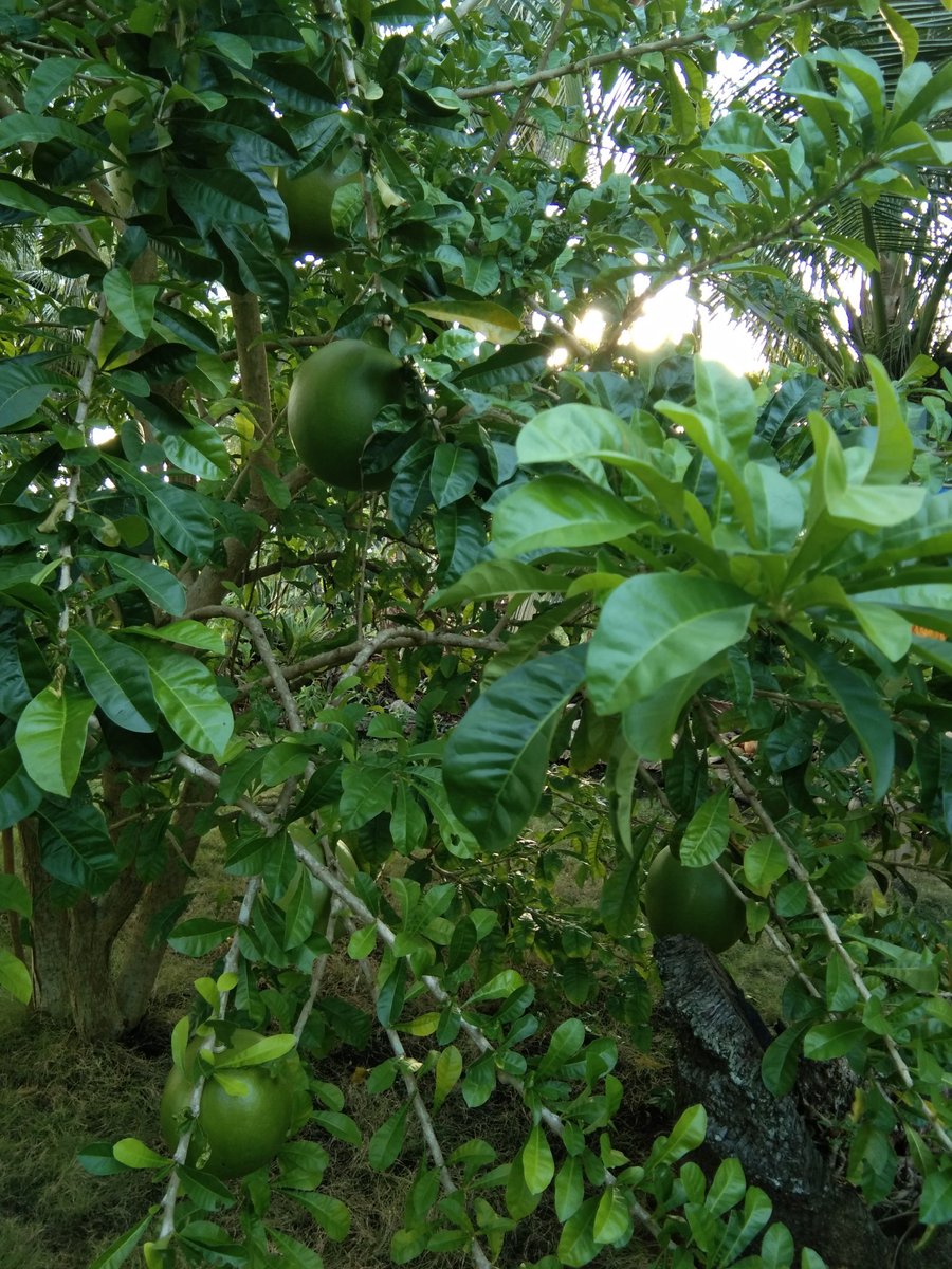 Midas_touch18's tweet photo. Hoping for miracles?
Miracle fruit is available in my yard..BUY NOW! https://t.co/Nhbo2YZg9G