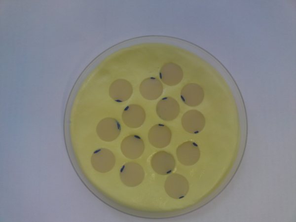 NareshK96789986's tweet photo. For the evaluation o bi-axial flexure strength of resin dental composites, disc shaped specimen are used. https://t.co/coSs0tb5Ia