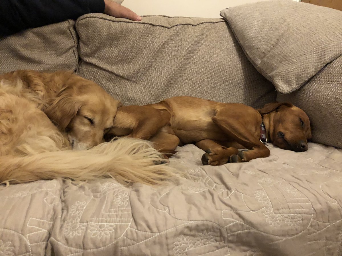 NWWoofers's tweet photo. @syndiwillis I have a sister now who I love so much I sleep on her bum https://t.co/MeUrUTcogq