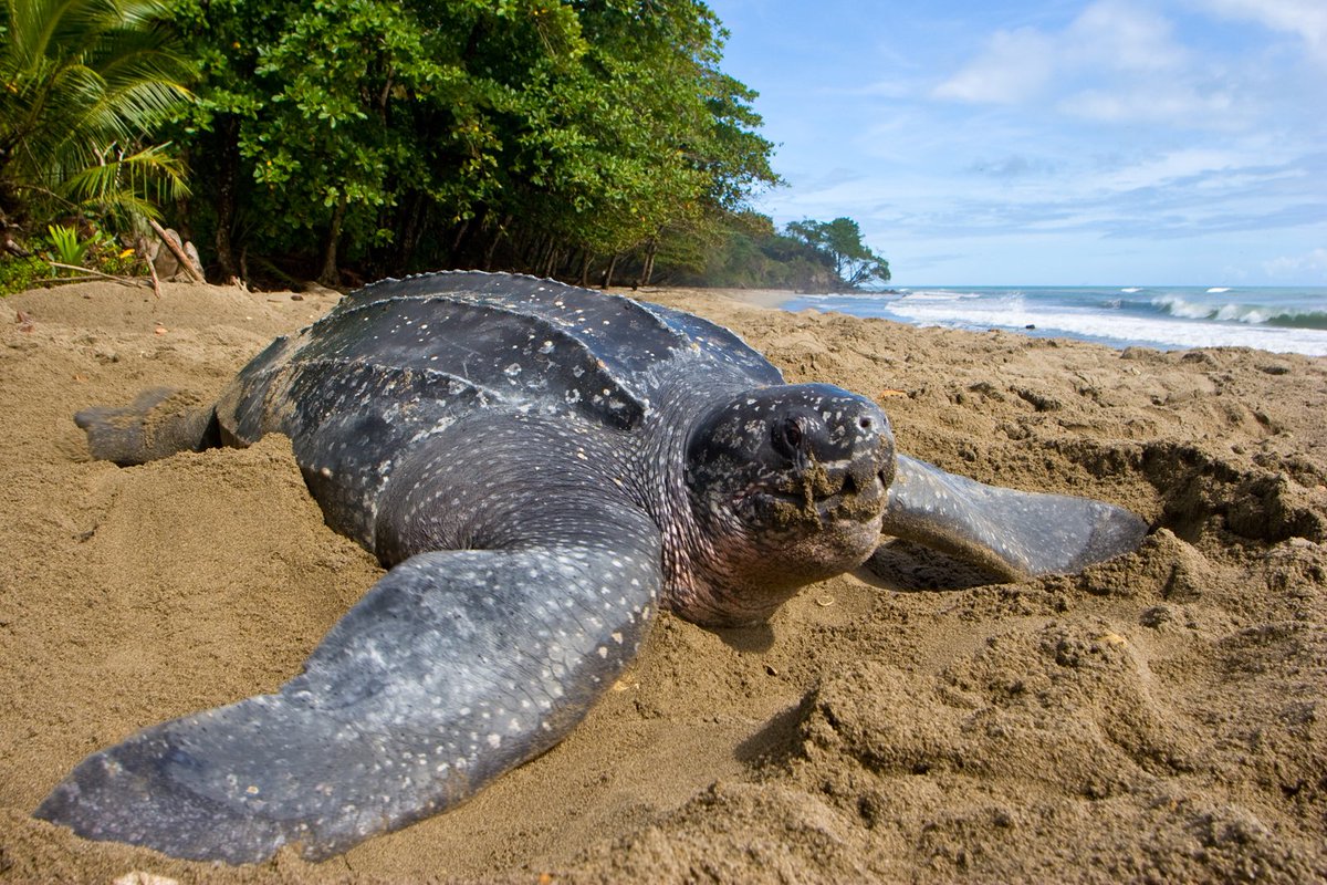 Contexte : l’été 2019 j’étais en stage à Cayenne. Juste à côté de la ville, on trouve des plages où les tortues marines viennent pondre chaque année. Tortues olivâtres, tortues vertes, mais surtout tortues luths, les plus grandes de toutes. (2/23)