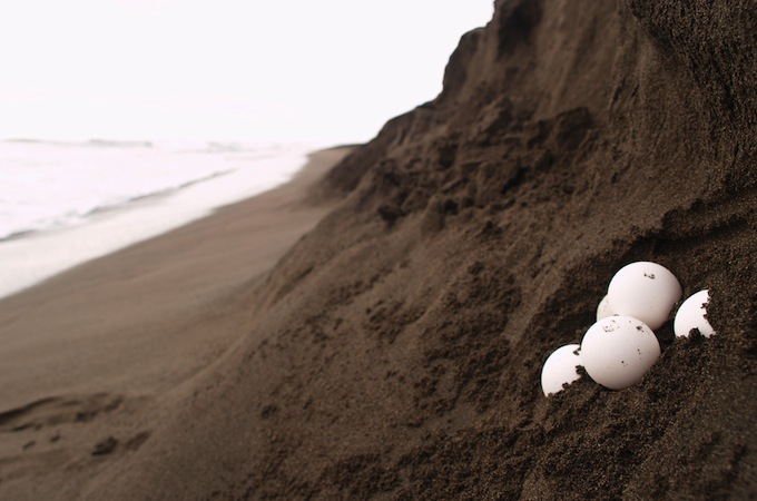 Les causes de cet effondrement sont connues. Tout d’abord, il y a l’érosion des plages qui détruit les nids creusés dans le sable. Le littoral guyanais est naturellement changeant, mais les activités humaines et les effets du dérèglement climatique accentuent le phénomène. (6/23)