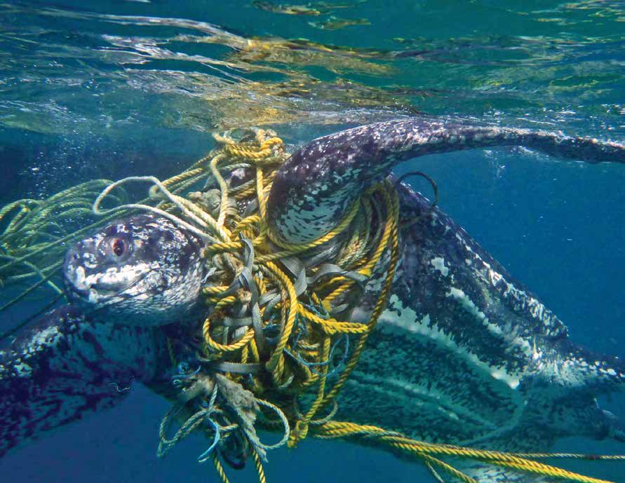 Ensuite, les femelles venues pondre sont des victimes collatérales de la pêche. (7/23)