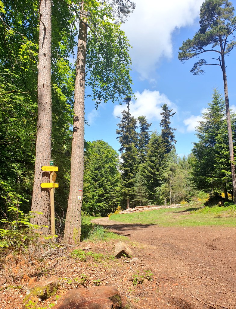 marymillet69's tweet photo. Retour au travail après 4 jours de marche en pleine nature dans le rayon autorisé...le pied ! Ultréïa ! @Monts_Lyonnais #compostelle @Gr65Fr #gr765 https://t.co/aC56O0liWR