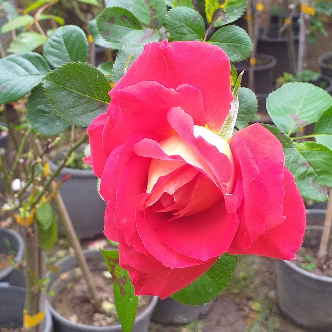 EgeparkK's tweet photo. Fidanlığımızdaki her bir gül ayrı bir aşk hikayesi anlatıyor sanki 💕 Sizler de duyabiliyor musunuz? Gülün her rengi Egepark Fidancılık'ta.

#gül #roses #rosé #colorfulroses #çiçek #flowers #peyzajgülleri #ıspartagülü #peyzaj #fidan #bahçe #botanik #çiçekçi #fidanlık #istanbul https://t.co/l0EHb0Hdgl