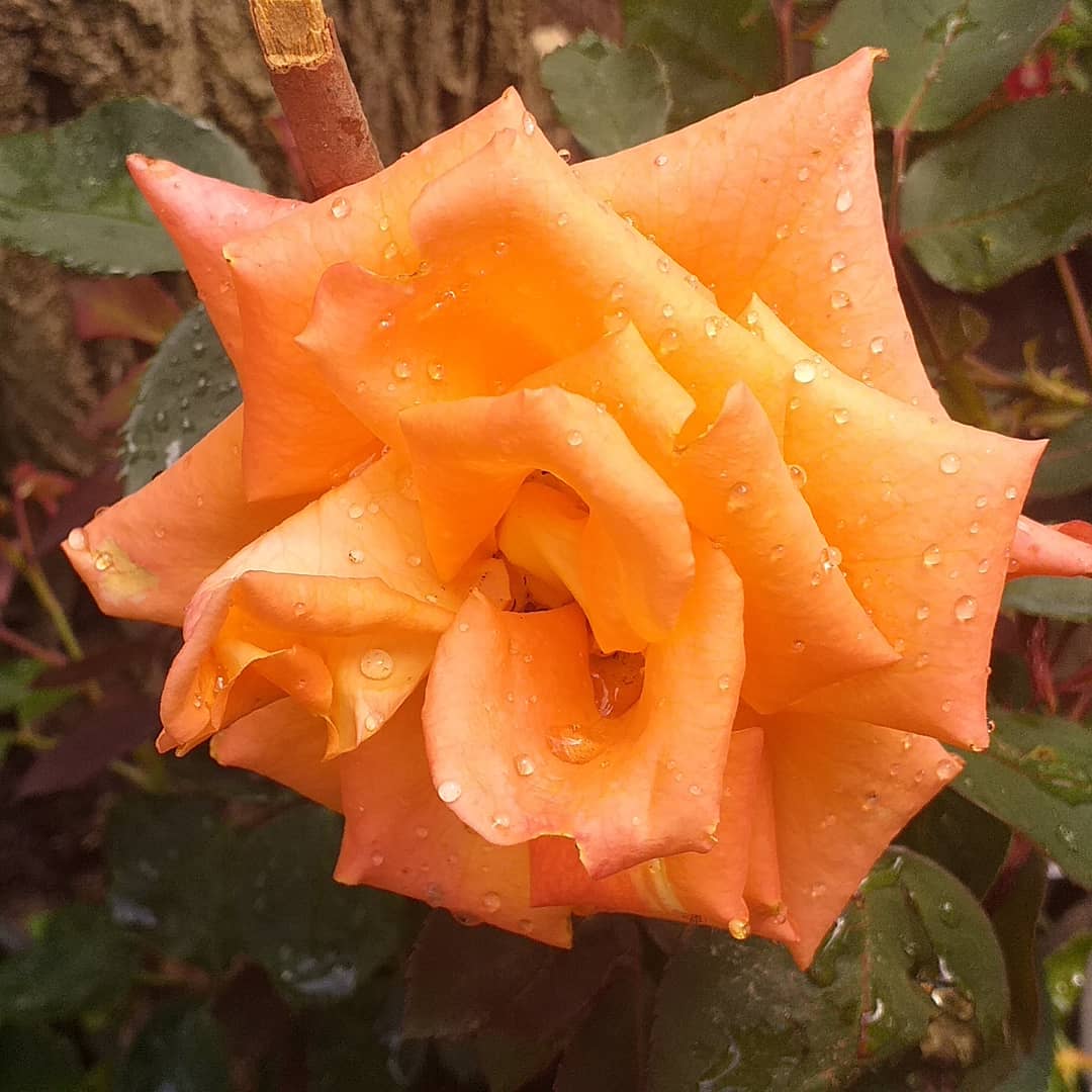 EgeparkK's tweet photo. Fidanlığımızdaki her bir gül ayrı bir aşk hikayesi anlatıyor sanki 💕 Sizler de duyabiliyor musunuz? Gülün her rengi Egepark Fidancılık'ta.

#gül #roses #rosé #colorfulroses #çiçek #flowers #peyzajgülleri #ıspartagülü #peyzaj #fidan #bahçe #botanik #çiçekçi #fidanlık #istanbul https://t.co/l0EHb0Hdgl