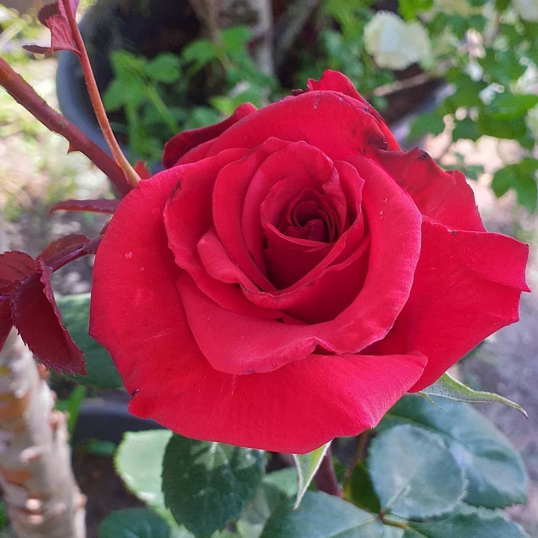 EgeparkK's tweet photo. Fidanlığımızdaki her bir gül ayrı bir aşk hikayesi anlatıyor sanki 💕 Sizler de duyabiliyor musunuz? Gülün her rengi Egepark Fidancılık'ta.

#gül #roses #rosé #colorfulroses #çiçek #flowers #peyzajgülleri #ıspartagülü #peyzaj #fidan #bahçe #botanik #çiçekçi #fidanlık #istanbul https://t.co/l0EHb0Hdgl