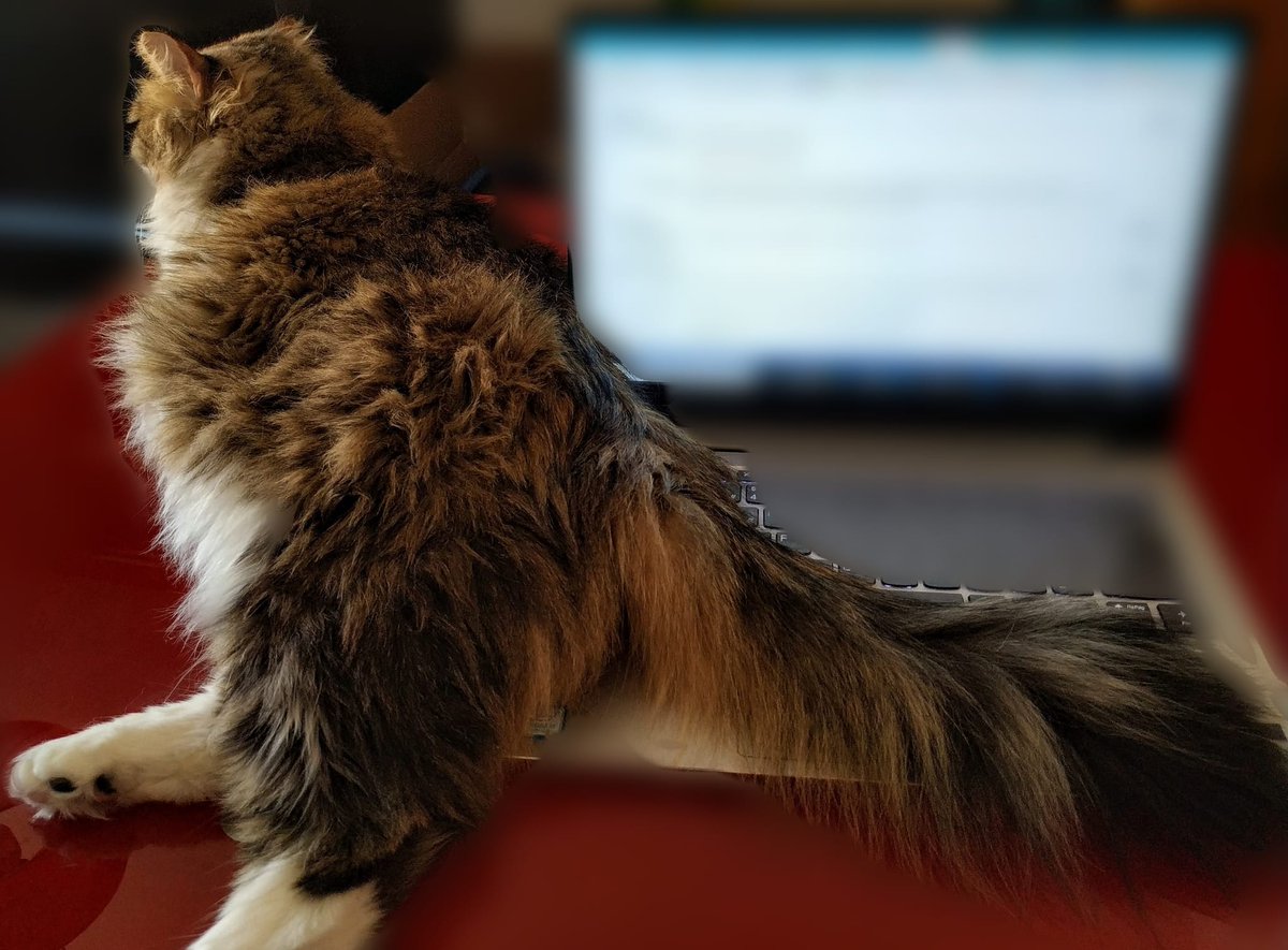 Alguien reclama mi atención...