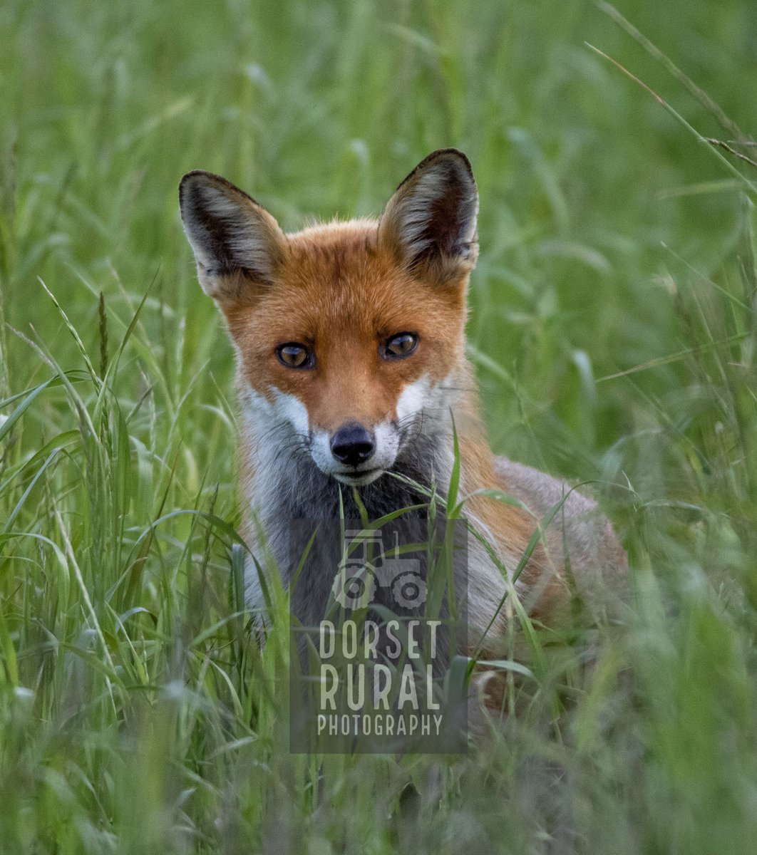 DorsetRuralPhto's tweet photo. This vixen was very curious of me. Just mousing and catching moths in the long set aside to feed her cubs. This new lens is amazing and is producing some stunning images.  #fox #vixen #craftyfox #curiousfox #countryfox #dorset #setaside #wildlifephotography https://t.co/HBut5UZQQp