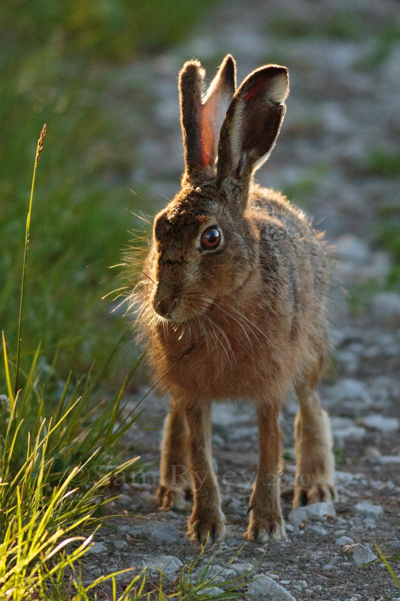 sam_ryley's tweet photo. Look who I met at 6am. Proper once in a lifetime encounter. Lucky I took the camera on my ride. (Images watermarked sorry but I'll get high res on Alamy quick or DM if anyone wants prints) #mywildpatch @BBCSpringwatch @WildlifeMag @Natures_Voice https://t.co/O2DzcgrKqX