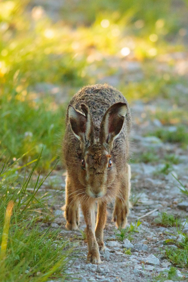 sam_ryley's tweet photo. Look who I met at 6am. Proper once in a lifetime encounter. Lucky I took the camera on my ride. (Images watermarked sorry but I'll get high res on Alamy quick or DM if anyone wants prints) #mywildpatch @BBCSpringwatch @WildlifeMag @Natures_Voice https://t.co/O2DzcgrKqX