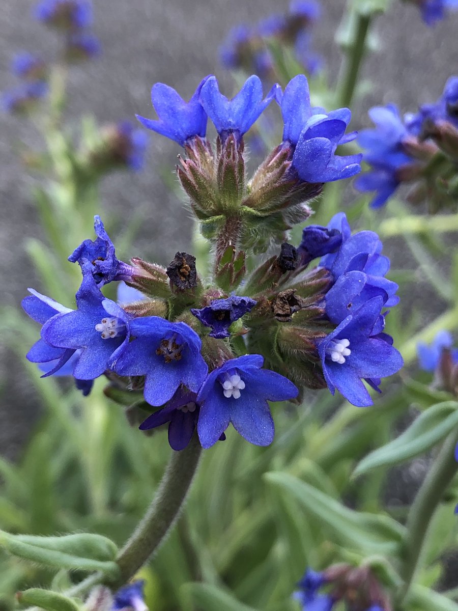 cocheguevara's tweet image. &quot;Anchusa officinalis&quot;
What is the environment at the place of origin?
In Japan, there are only gaps in paved roads and corners of wasteland.
#naturalized #plant #botany